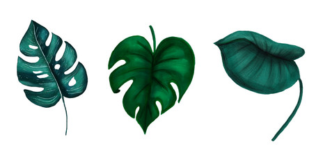 Set of hand drawing dark green tropical philodendron leaves on white background. © KeronnArt