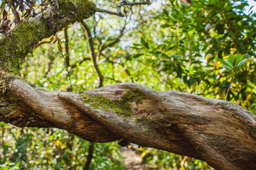 Fototapeta premium a brunch over an old path through broad-leaved phyllite trees in Portugal