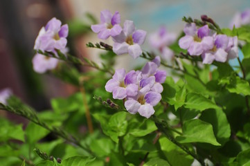 Beautiful flowers in the garden Blooming in the summer.Landscaped Formal Garden.	