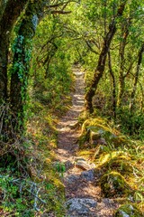 Fototapeta na wymiar old path through broad-leaved phyllire trees in Portugal