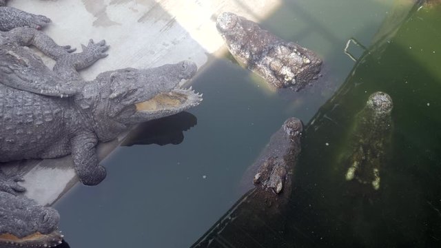  One crocodile sleeping with open mouth nearby others resting into a pond ( close up )