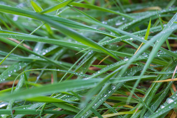 Gras nach Regenschauer