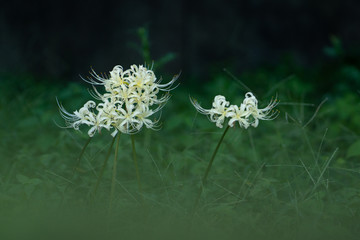 白い白花曼珠沙華