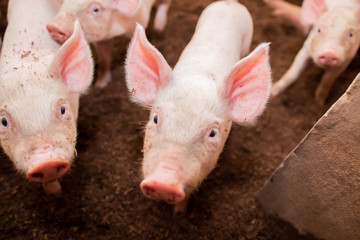 Many pigs are walking on the chaff in an organic pig farm. Rural farm