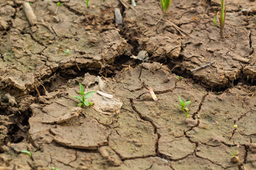 Dry and hot summers dry, cracked soil, ground on the field with some small, green plants.