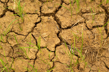 Dry and hot summers dry, cracked soil, ground on the field with some small, green plants.