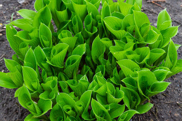 Fototapeta na wymiar Green Bush plant grows in the garden in spring