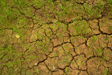 Dry and hot summers dry, cracked soil, ground on the field with some small, green plants.