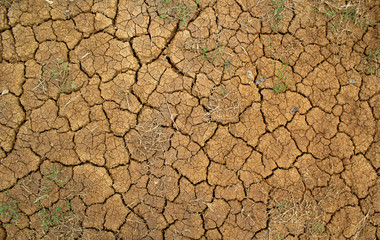 Dry and hot summers dry, cracked soil, ground on the field with some small, green plants.