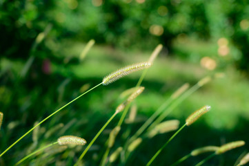 Tall Grass