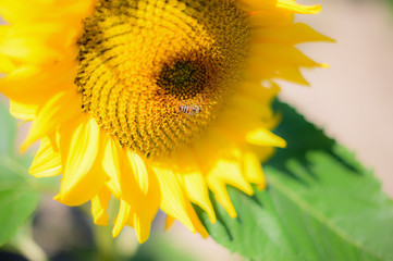 Sunflower with Bee