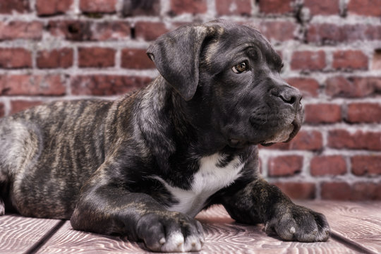 canecorso black puppy on brick wall background close up
