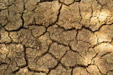 Dry and hot summers dry, cracked soil, ground on the field with some small, green plants.
