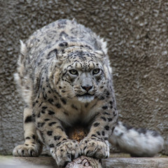 The snow leopard is a large predatory mammal of the cat family living in the mountains of Central Asia.