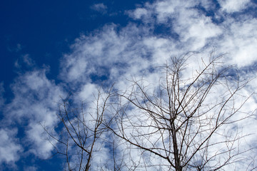 tree in the sky
