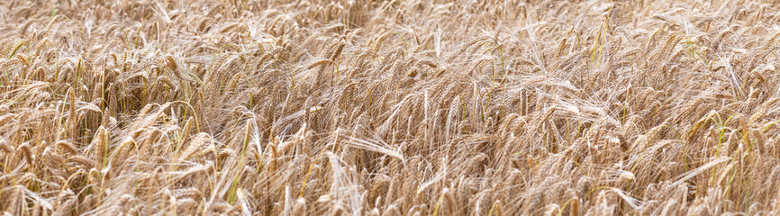 Banner oder Hintergrund Weizen Nahaufnahme
