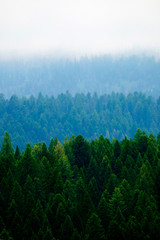 Obrazy na Szkle  Burzowy las w górach Chmury i mgła
