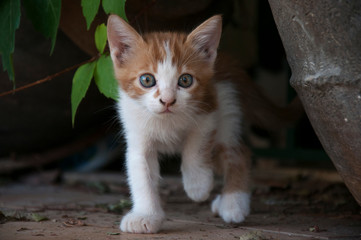 Obraz premium Cats XII