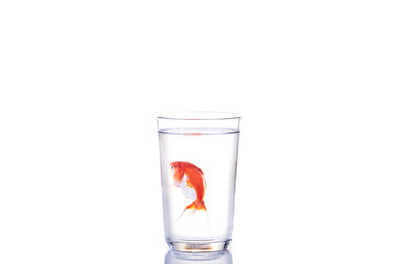 Goldfish floating in glass water and on a white