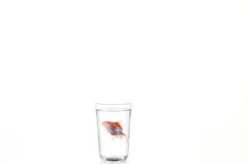 Goldfish floating in glass water and on a white