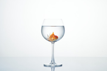 little goldfish moving in wineglass of water