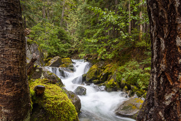 Waterfall in temperate rainforest