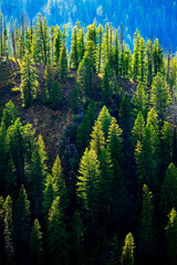 Pine Tree Forest in Mountains on Ridgeline