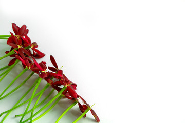 Red flowers and green leaves on a white background For the background.