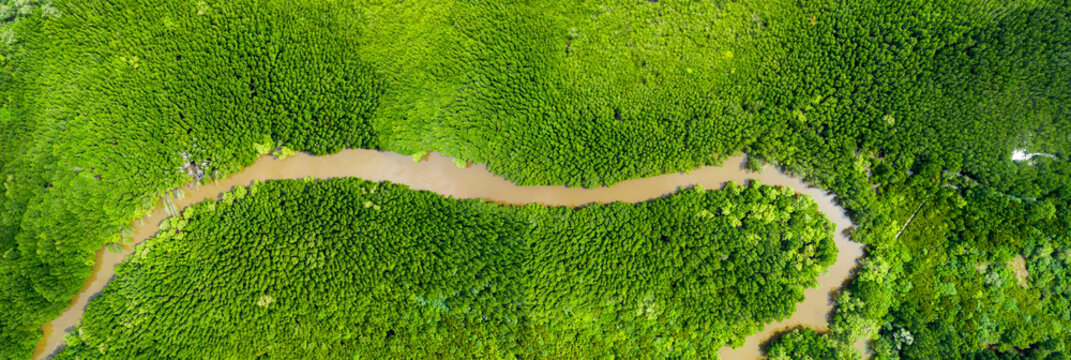Aerial view panorama of rivers in tropical mangrove forests , Banner background. High Definetion.