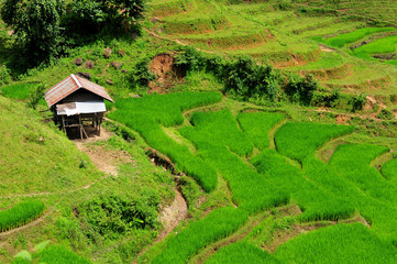 Fototapeta na wymiar Green Terraced Rice Field in Mae Long House