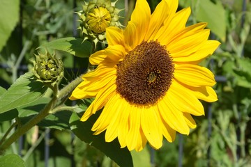 Schöne gewöhnliche Sonnenblumen mit Knospen am Gartenzaun - Helianthus Annuus