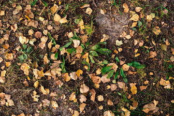 Dry birch leaves on the ground. Autumn background, fall texture. Autumn time