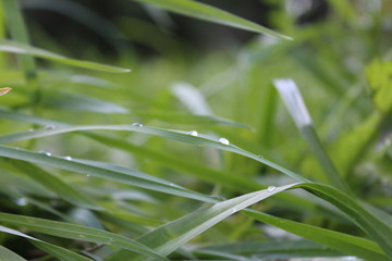 dew on grass