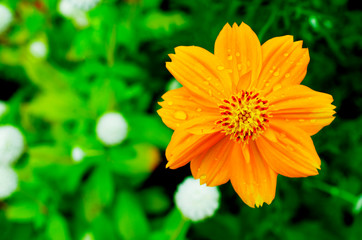 Yellow cosmos flower blooming with water drop