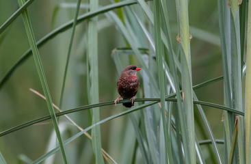 Red Avadavat Bird on tree 
