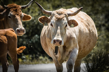 portrait of cute cow in pyrenees looking at camera