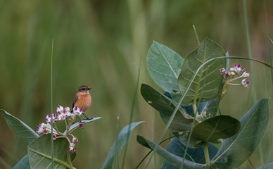 Siberian Stonechat bird on tree
