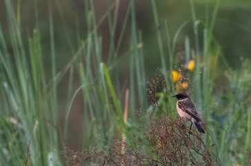 Siberian Stonechat bird on tree