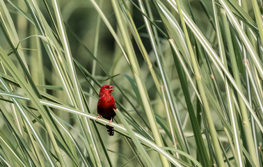 Red Avadavat Bird on tree 