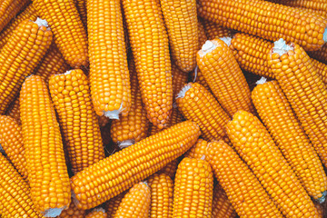 Yellow corn cobs texture. Corn background