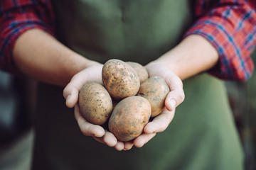 Farmer in apron holds the tubers of homemade potatoes. Potato harvest, agriculture and rural...