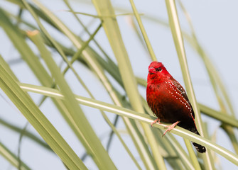 Red Avadavat Bird on tree 