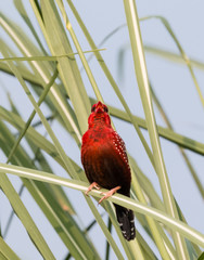 Red Avadavat Bird on tree 