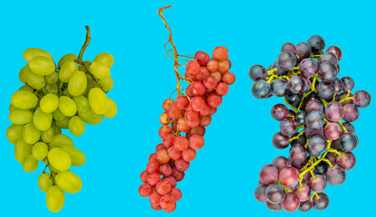 grün, rot, und blaues Trauben trio auf Hellblauen Hintergrund