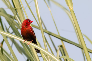 Red Avadavat Bird on tree 