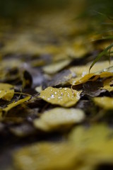 Leaves morning dew