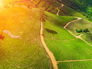 Aerial view of hills with tea plantation misty morning in Sri Lanka.