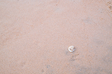Fototapeta na wymiar sea shell on the sand beach with copy space, Tegillarca granosa or blood clam