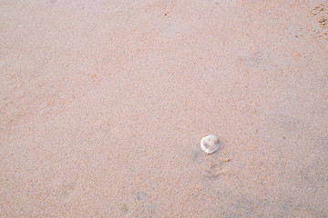 sea shell on the sand beach with copy space, Tegillarca granosa or blood clam