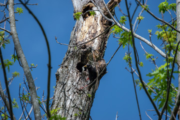 This starling bird is cleaning out the nest in a tree in Oklahoma. Bokeh effect.